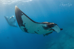 Mantas and the Sun Rays, Isla Socorro México by Alejandro Topete 